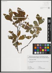 Foto von Salix silesiaca Willd.